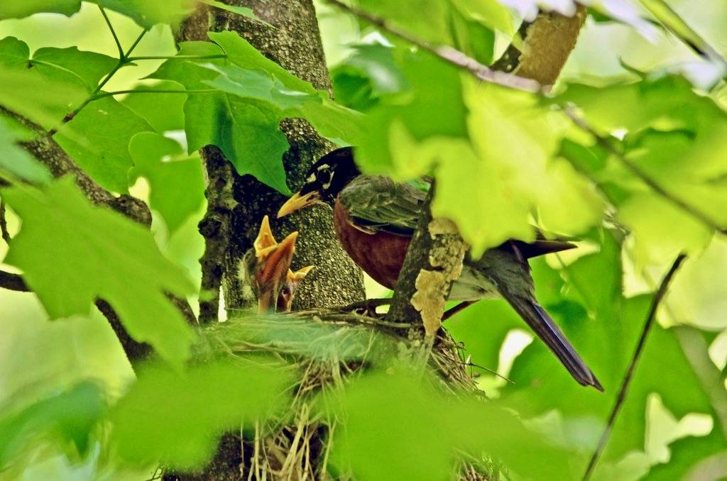 American Robin Feeding Young by Courtney Celley U.S. Fish and Wildlife Service - Midwest Region is marked with CC PDM 1.0 Public Domain
